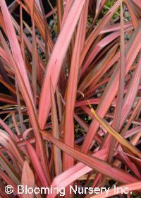 Phormium tenax 'Rainbow Sunrise'